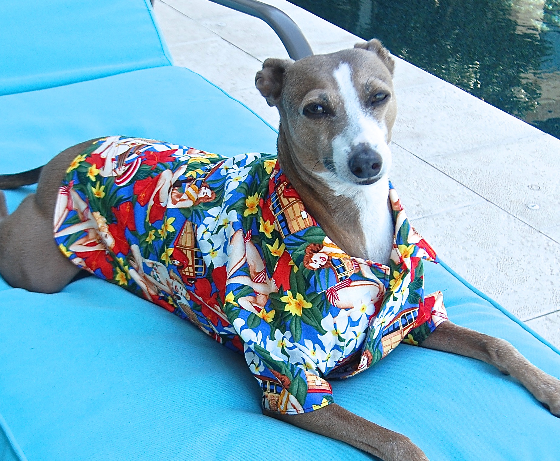 New Dog Shirts And Fancy Dog Dresses For Your Cool And Stylish Dog